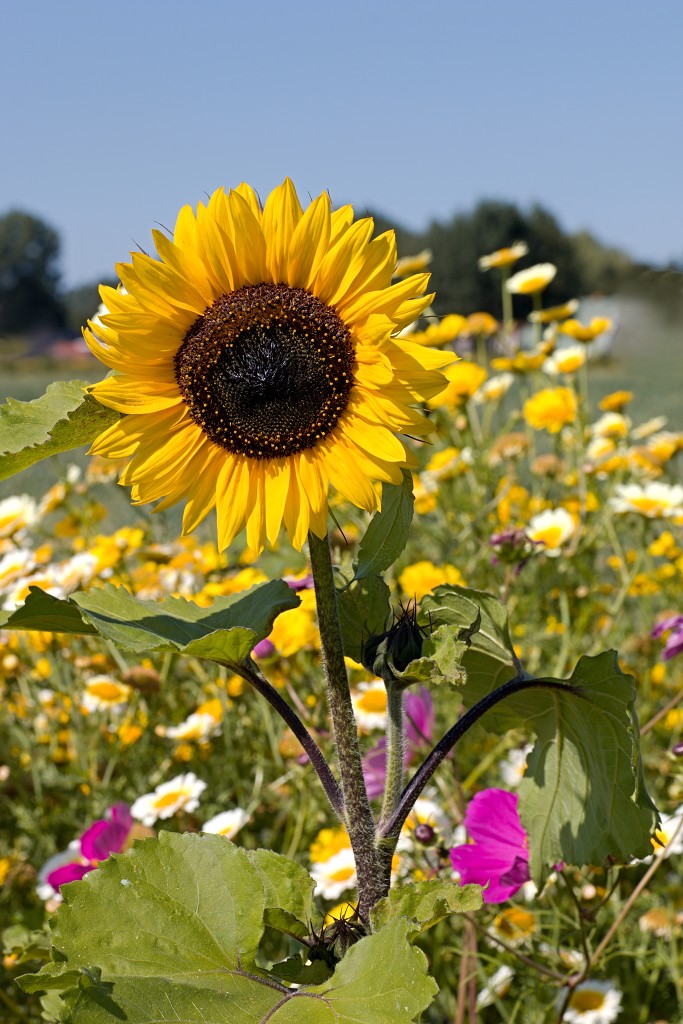 akkerranden akkerrand bloem bloemen flora hdr polder gewas landbouw biodiversiteit landschap cannabis wiet marihuana hasj hennep